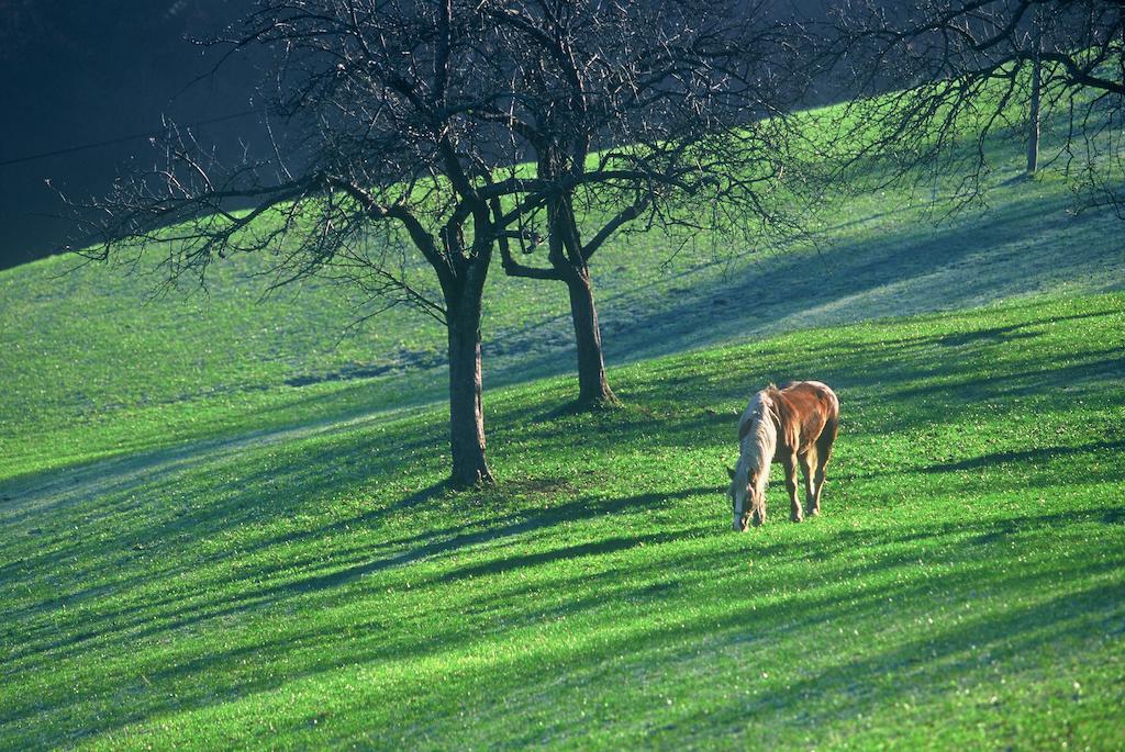 Tourist Farm Ljubica Villa Poljane nad Skofjo Loko Bagian luar foto